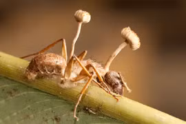 Kinh ngạc 15 loài nấm có đặc điểm sinh học kỳ lạ nhất