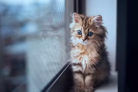 Chuyện con mèo biết nói nổi tiếng trong sử Việt