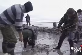 Video: Kỳ lạ voi ma mút 10.000 tuổi còn nguyên gân và lớp da 