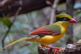 Cả họ nhà quạ Việt Nam: Loài đẹp như công, loài đen bóng nhẫy