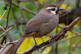 Bò chiêu và bò chao là 2 loài chim khiến nhiều người tò mò
