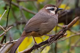 Bò chiêu và bò chao là 2 loài chim khiến nhiều người tò mò