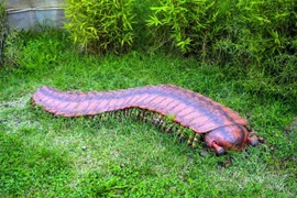 Khiếp đảm loài rết khổng lồ dài tới 3 mét trườn trong rừng sâu