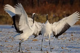 Ngắm vẻ đẹp của 15 loài sếu trên thế giới