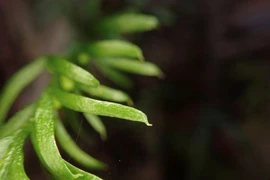 Sinh vật nhỏ bé phá kỷ lục thế giới về bộ gen lớn nhất