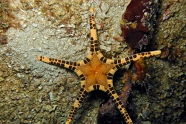 Chùm ảnh các loài sao biển kỳ lạ nhất quả đất