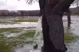 Cây độc lạ bậc nhất hành tinh, bên trong có cả hồ phun nước