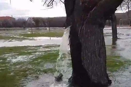 Cây độc lạ bậc nhất hành tinh, bên trong có cả hồ phun nước