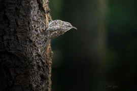 Soi loài chim tên cực dị, tập tính lý thú nhất Việt Nam