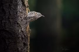 Soi loài chim tên cực dị, tập tính lý thú nhất Việt Nam