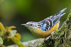 Điểm mặt 6 loài chim trèo cây độc lạ, ít người biết ở Việt Nam