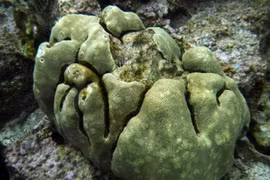 Cận cảnh 10 loài san hô quý hiếm nhất Việt Nam