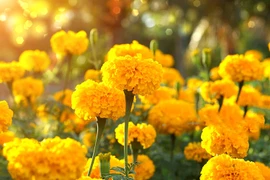 Không tùy tiện đặt 5 loài hoa này lên bàn thờ 