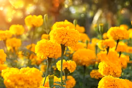 Không tùy tiện đặt 5 loài hoa này lên bàn thờ 