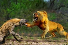 Tại sao không có loài săn mồi nào ăn thịt linh cẩu đốm?