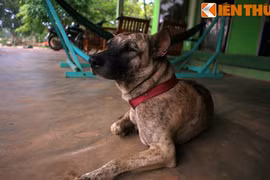 Chuyện khó tin về nguồn gốc giống chó Phú Quốc huyền thoại