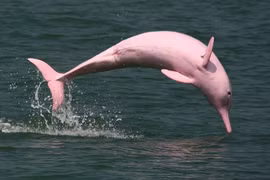 15 động vật đặc biệt nhất rừng già Amazon: Số 9 cực nguy hiểm! 