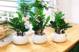 5 cây phong thủy mang lại may mắn, giá chỉ từ 40 nghìn đồng/chậu