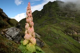 Bí ẩn loài cây “400 năm nở hoa một lần” trên Himalaya