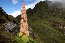 Bí ẩn loài cây “400 năm nở hoa một lần” trên Himalaya