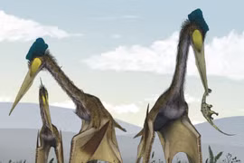 Khiếp đảm loài vật lớn nhất từng bay trên trời