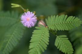 5 thực vật có khả năng đặc biệt: Số 4 “lợi dụng” mưa săn mồi 