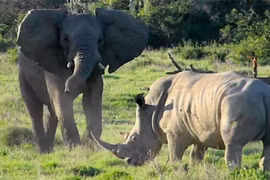 Sởn gai ốc về ‘máu trả thù’ của loài Voi 
