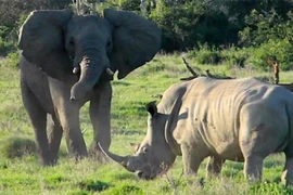 Sởn gai ốc về ‘máu trả thù’ của loài Voi 