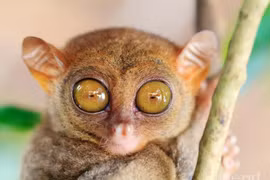 Cận cảnh sinh vật bí ẩn sở hữu đôi mắt ma quái đầy ám ảnh