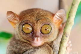 Cận cảnh sinh vật bí ẩn sở hữu đôi mắt ma quái đầy ám ảnh