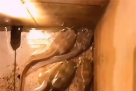 Cá trê bị bỏ đói, cơ thể biến thành 'nòng nọc khổng lồ'