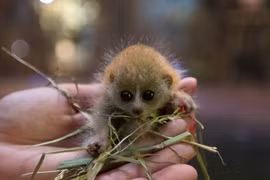 Đồ "khỉ gió": Hóa ra con khỉ gió là con vật kỳ lạ này 