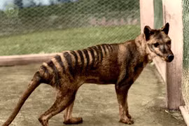 Tiết lộ sốc về loài hổ có túi tuyệt chủng cách đây 90 năm