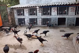 Khởi nghiệp từ vài con gà ông ngoại cho, 8x thu về nửa tỷ/năm