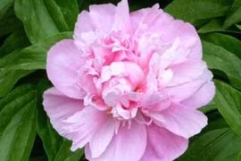  Đàn ông sinh vào 3 giờ này trong năm nay sẽ phát tài phát lộc