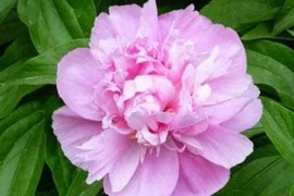  Đàn ông sinh vào 3 giờ này trong năm nay sẽ phát tài phát lộc