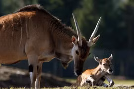 Linh dương húc chết người đàn ông trong công viên