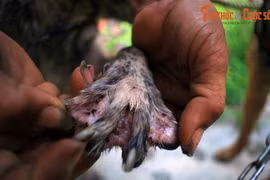 Loạt trải nghiệm thú vị chỉ có ở đảo ngọc Phú Quốc