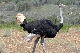 Kỳ lạ loài chim không biết bay, đẻ 11 quả trứng một lúc