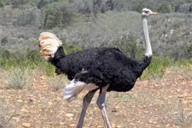 Kỳ lạ loài chim không biết bay, đẻ 11 quả trứng một lúc