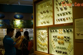 Tận mục bộ sưu tập bướm khủng nhất Hà Nội