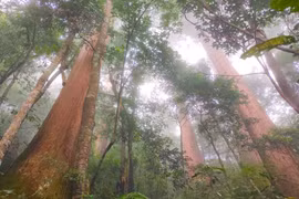 Ngắm cổ thụ Sa mu dầu hơn 2.000 tuổi là di sản Việt Nam