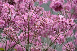 Mê hoặc với con đường hoa kèn hồng đang bung nở ở Hà Nội