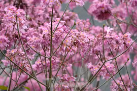 Mê hoặc với con đường hoa kèn hồng đang bung nở ở Hà Nội