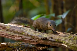 Ấn tượng động vật hoang dã Việt Nam qua ống kính khách Tây