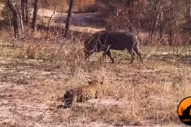 Video: Tình huống săn mồi 'khó đỡ' bậc nhất thế giới của loài báo