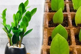 6 cây cảnh phú quý, trồng trong nhà xua tai họa, tăng tài lộc