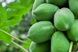 Ăn đu đủ xanh tốt hơn đu đủ chín vì...