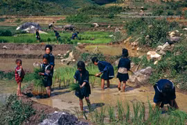 Vẻ đẹp thuần khiết của Sa Pa năm 1998 qua loạt ảnh lạ