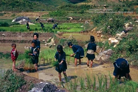 Vẻ đẹp thuần khiết của Sa Pa năm 1998 qua loạt ảnh lạ